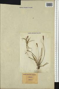 Carex ornithopoda Willd., Western Europe (EUR) (Italy)