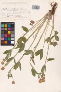 Trifolium montanum L., Eastern Europe, Lower Volga region (E9) (Russia)