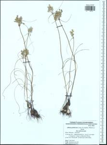 Allium podolicum Blocki ex Racib. & Szafer, Eastern Europe, Central region (E4) (Russia)