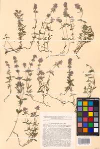 MHA 0 156 976, Thymus dimorphus Klokov & Des.-Shost., Eastern Europe, Central forest-and-steppe region (E6) (Russia)
