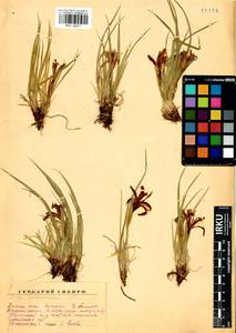 Iris ruthenica Ker Gawl., Siberia, Baikal & Transbaikal region (S4) (Russia)