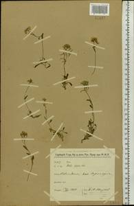 Arabidopsis lyrata subsp. petraea (L.) O'Kane & Al-Shehbaz, Eastern Europe, Northern region (E1) (Russia)