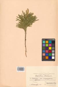 Dendrolycopodium obscurum (L.) A. Haines, Siberia, Russian Far East (S6) (Russia)