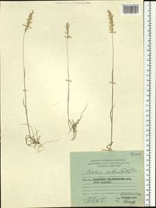 Koeleria spicata subsp. spicata, Siberia, Chukotka & Kamchatka (S7) (Russia)