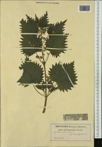 Urtica pilulifera L., Western Europe (EUR) (Not classified)