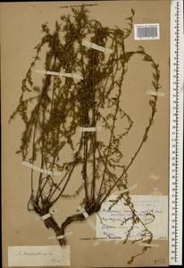 Artemisia marschalliana Spreng., Caucasus, Dagestan (K2) (Russia)