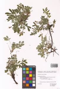 Potentilla cinerea subsp. incana (G. Gaertn., B. Mey. & Scherb.) Asch., Eastern Europe, Northern region (E1) (Russia)