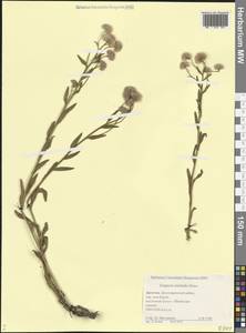 Erigeron acris subsp. acris, Caucasus, Dagestan (K2) (Russia)