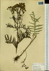 Tanacetum vulgare subsp. vulgare, Siberia, Central Siberia (S3) (Russia)