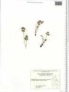 Pachypleurum mutellinoides (Crantz) Holub, Siberia, Chukotka & Kamchatka (S7) (Russia)