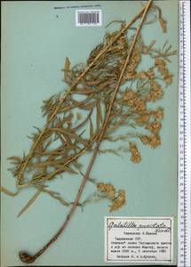 Galatella sedifolia subsp. sedifolia, Middle Asia, Pamir & Pamiro-Alai (M2) (Tajikistan)