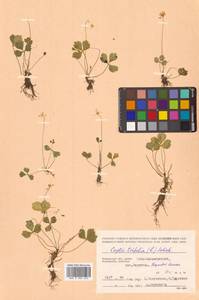 Coptis trifolia (L.) Salisb., Siberia, Chukotka & Kamchatka (S7) (Russia)