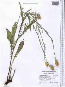 Klasea sogdiana (Bunge) L. Martins, Middle Asia, Northern & Central Tian Shan (M4) (Kyrgyzstan)