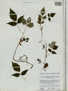 Rubus sachalinensis H. Lév., Siberia, Baikal & Transbaikal region (S4) (Russia)