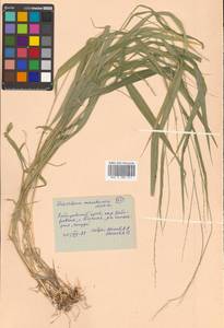 Diarrhena mandshurica Maxim., Siberia, Russian Far East (S6) (Russia)