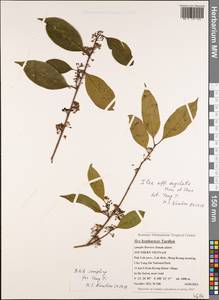 Ilex angulata Merr. & Chun, South Asia, South Asia (Asia outside ex-Soviet states and Mongolia) (ASIA) (Vietnam)