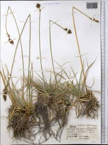 Carex kokanica (Regel) S.R.Zhang, Middle Asia, Northern & Central Tian Shan (M4) (Kyrgyzstan)