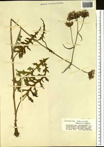 Saussurea recurvata (Maxim.) Lipsch., Siberia, Baikal & Transbaikal region (S4) (Russia)