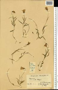 Campanula rotundifolia L., Eastern Europe, West Ukrainian region (E13) (Ukraine)