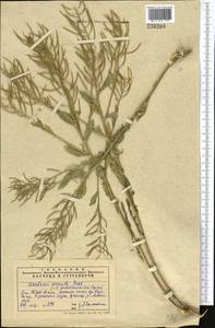 Barbarea vulgaris (L.) W.T. Aiton, Middle Asia, Western Tian Shan & Karatau (M3) (Kazakhstan)