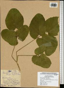 Laserpitium latifolium L., Eastern Europe, Central region (E4) (Russia)