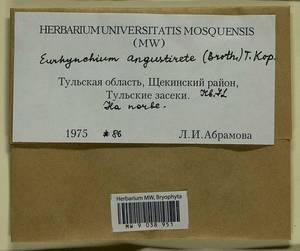 Eurhynchium angustirete (Broth.) T.J. Kop., Bryophytes, Bryophytes - Middle Russia (B6) (Russia)