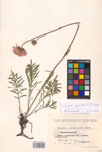Jurinea cyanoides (L.) Rchb., Eastern Europe, North Ukrainian region (E11) (Ukraine)