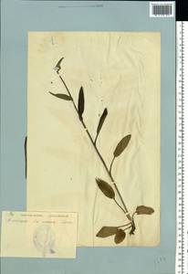 Campanula persicifolia L., Eastern Europe, Estonia (E2c) (Estonia)