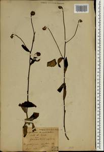 Carpesium divaricatum Siebold & Zucc., South Asia, South Asia (Asia outside ex-Soviet states and Mongolia) (ASIA) (Japan)