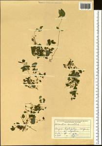 Erythranthe tenella (Bunge) G.L.Nesom, Siberia, Russian Far East (S6) (Russia)