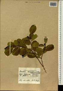 Annona senegalensis Pers., Africa (AFR) (Senegal)