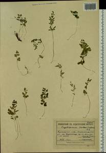 Cryptogramma stelleri (S. G. Gmel.) Prantl, Siberia, Altai & Sayany Mountains (S2) (Russia)