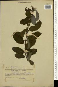 Salix caprea L., Caucasus, Azerbaijan (K6) (Azerbaijan)