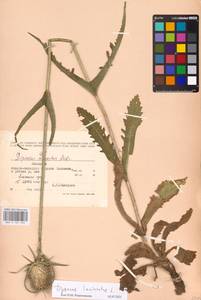 Dipsacus laciniatus L., Eastern Europe, Moldova (E13a) (Moldova)