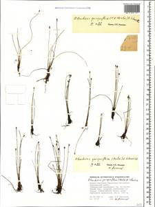 Eleocharis quinqueflora (Hartmann) O.Schwarz, Caucasus, Stavropol Krai, Karachay-Cherkessia & Kabardino-Balkaria (K1b) (Russia)