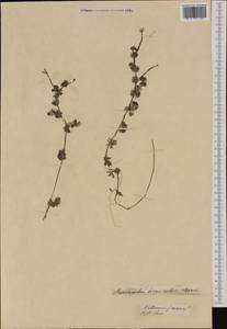 Ranunculus circinatus Sibth., Western Europe (EUR) (France)