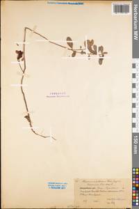 Vaccinium vitis-idaea L., Eastern Europe, Northern region (E1) (Russia)