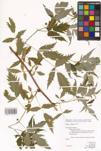 Rubus idaeus L., Eastern Europe, Central region (E4) (Russia)