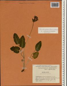 Primula sieboldii É. Morren, South Asia, South Asia (Asia outside ex-Soviet states and Mongolia) (ASIA) (North Korea)