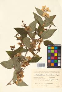 Philadelphus tenuifolius Rupr. & Maxim., Siberia, Russian Far East (S6) (Russia)