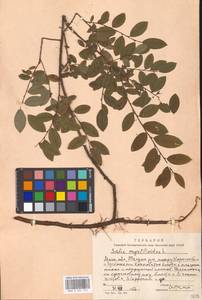 Salix myrtilloides L., Eastern Europe, Moscow region (E4a) (Russia)