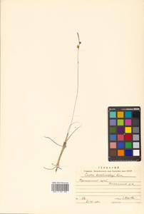 Carex korshinskyi Kom., Siberia, Russian Far East (S6) (Russia)