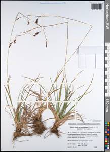 Carex stenocarpa Turcz. ex V.I.Krecz., Siberia, Russian Far East (S6) (Russia)
