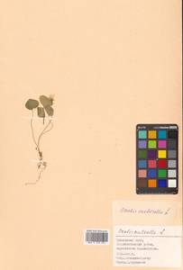 Oxalis acetosella L., Siberia, Russian Far East (S6) (Russia)