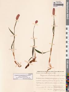 Bistorta elliptica (Willd. ex Spreng.) Kom., Siberia, Chukotka & Kamchatka (S7) (Russia)