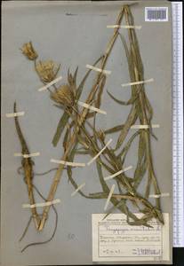 Tragopogon orientalis L., Middle Asia, Northern & Central Kazakhstan (M10) (Kazakhstan)