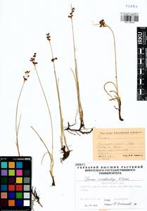 Juncus persicus subsp. libanoticus (Thiébaut) Novikov & Snogerup, Siberia, Altai & Sayany Mountains (S2) (Russia)