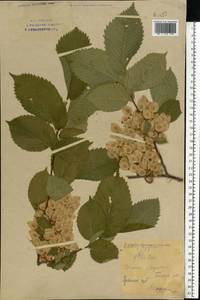 Ulmus laevis Pall., Eastern Europe, Eastern region (E10) (Russia)