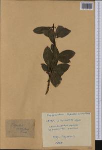 Populus suaveolens Fisch., Siberia, Yakutia (S5) (Russia)