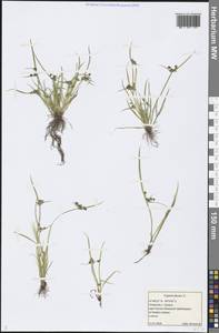 Cyperus fuscus L., Eastern Europe, Middle Volga region (E8) (Russia)